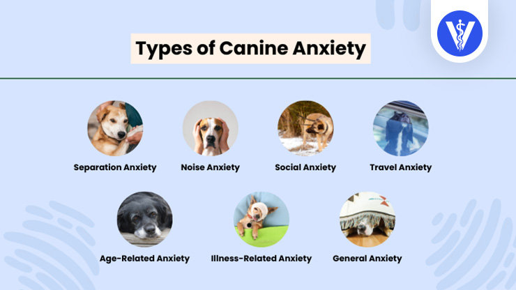 Dog Anxiety Types Total Vet Dog Anxiety Types