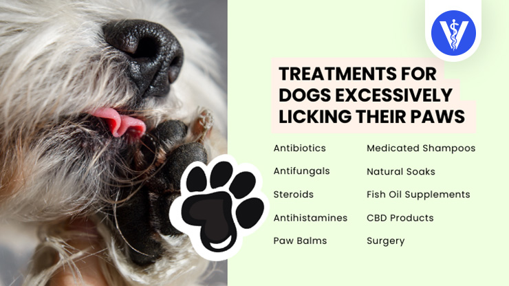 Dog Licking Paws Treatments Total Vet Dog Licking Paws Treatments