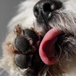 Dog licking paws remedies