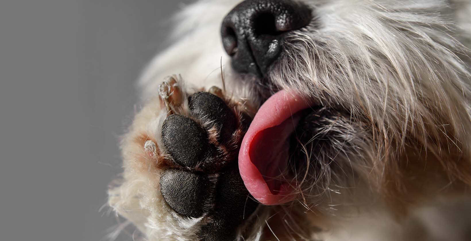 Dog licking paws remedies