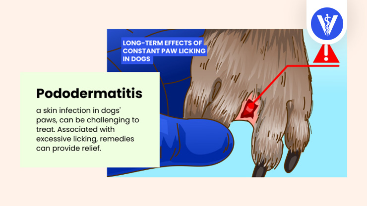 Long Term Effect Dog Licking Paws Pododermatitis Total Vet Long Term Effect Dog Licking Paws Pododermatitis