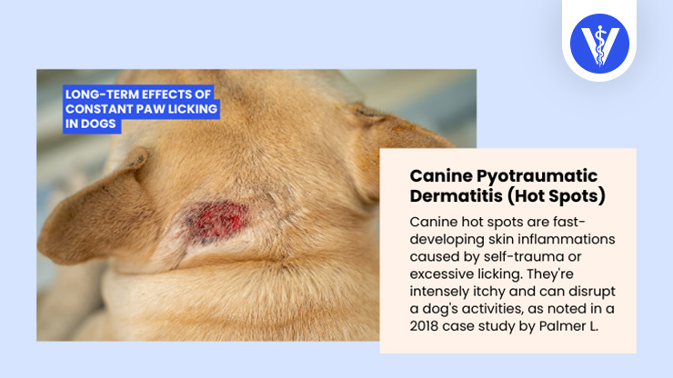 Long Term Effect Dog Licking Paws Hot Spots Total Vet Long Term Effect Dog Licking Paws Hot Spots