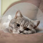 Cat Depression How to Diagnose and Cure