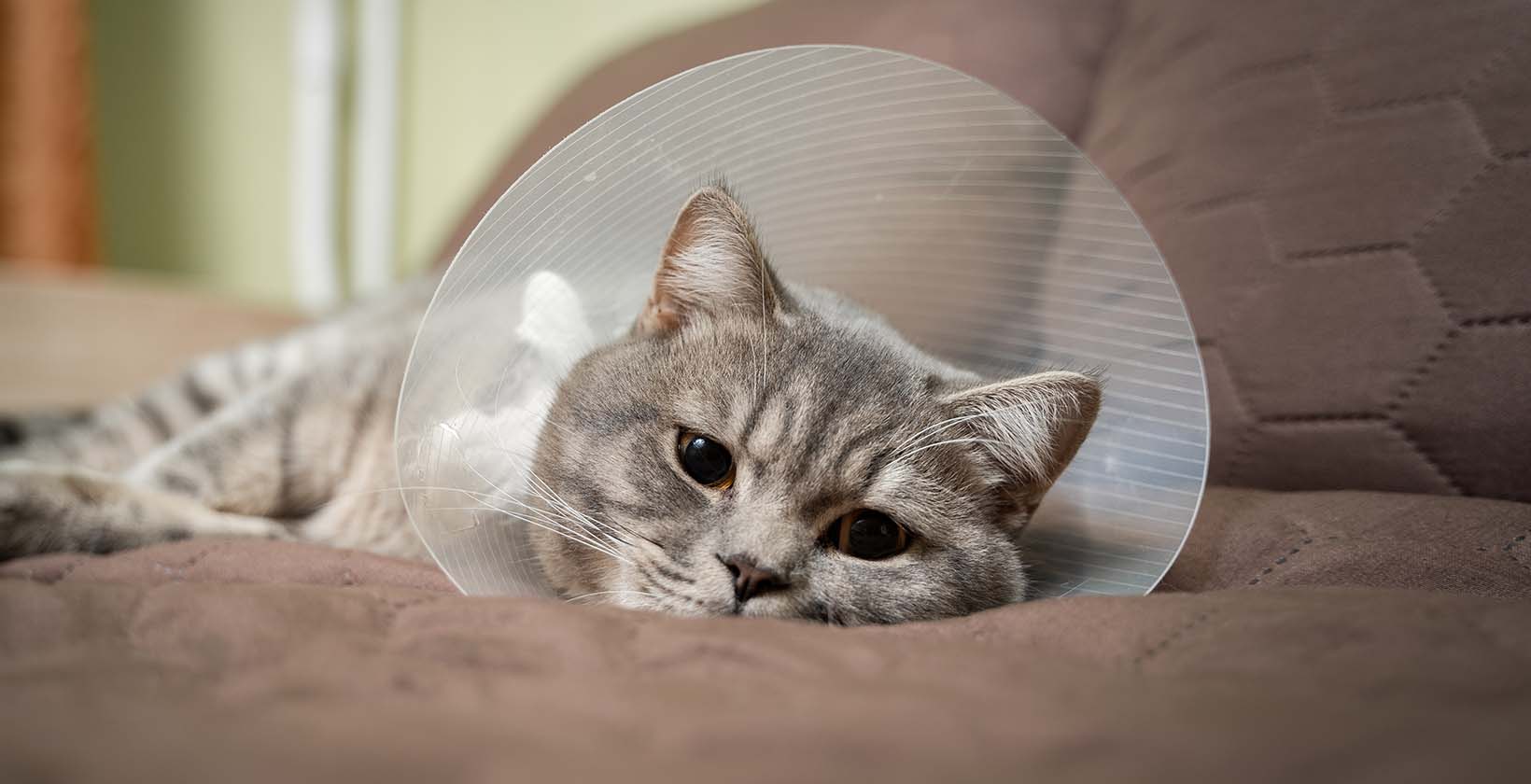 Cat Depression: How to Diagnose and Cure