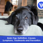 What is Brain Fog
