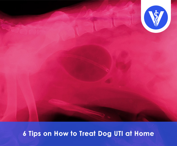 How to treat dog uti at home