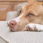 Depression in Dogs Symptoms Causes Treatments