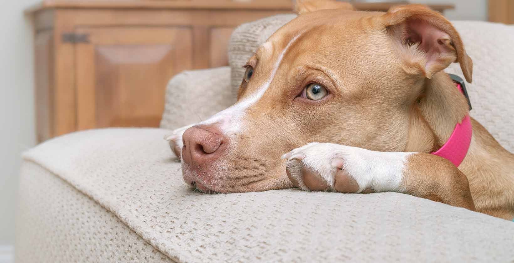 Depression in Dogs: Symptoms, Causes, Treatments