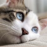 How long do indoor outdoor cats live