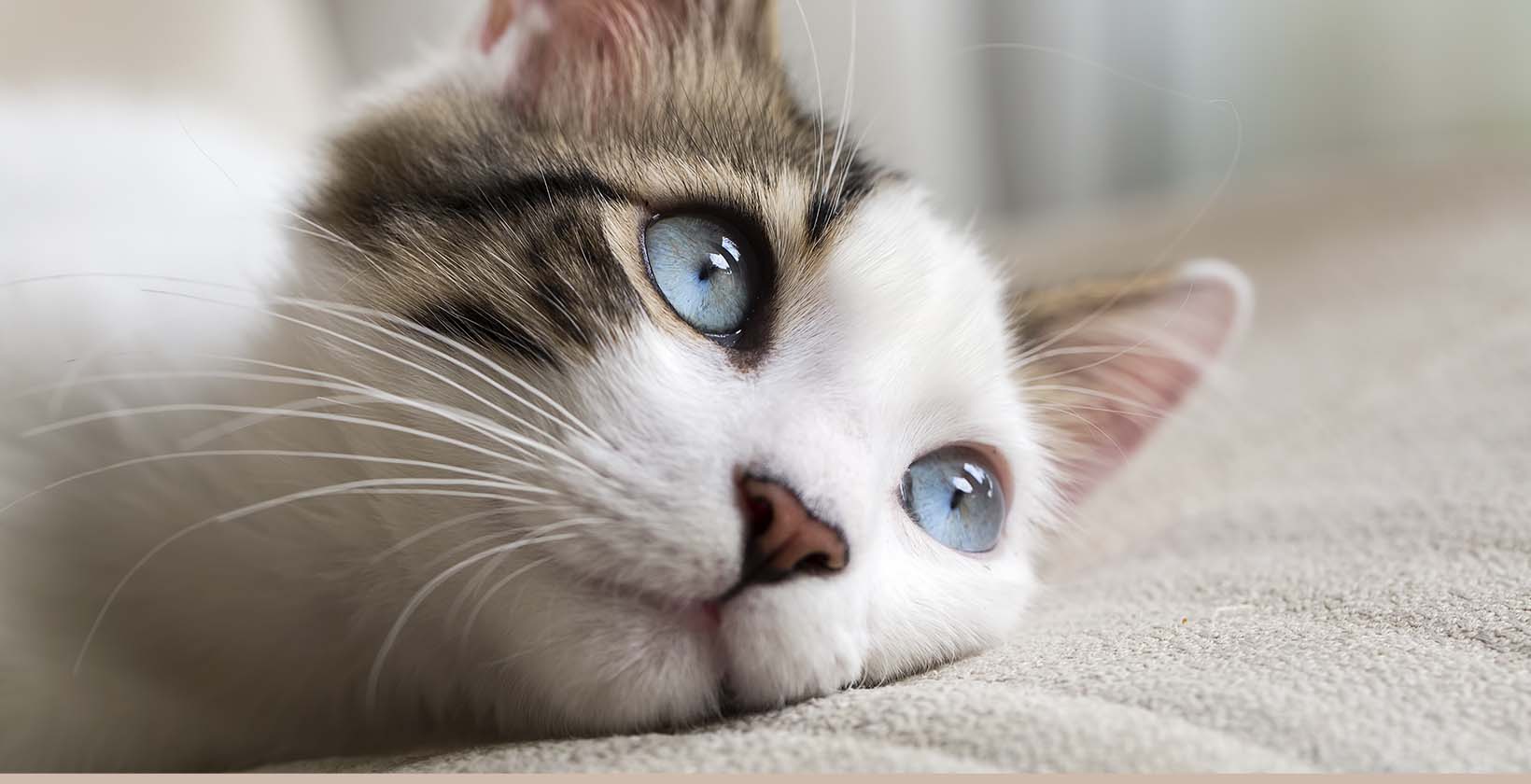 How long do indoor-outdoor cats live