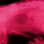 How to treat dog uti at home