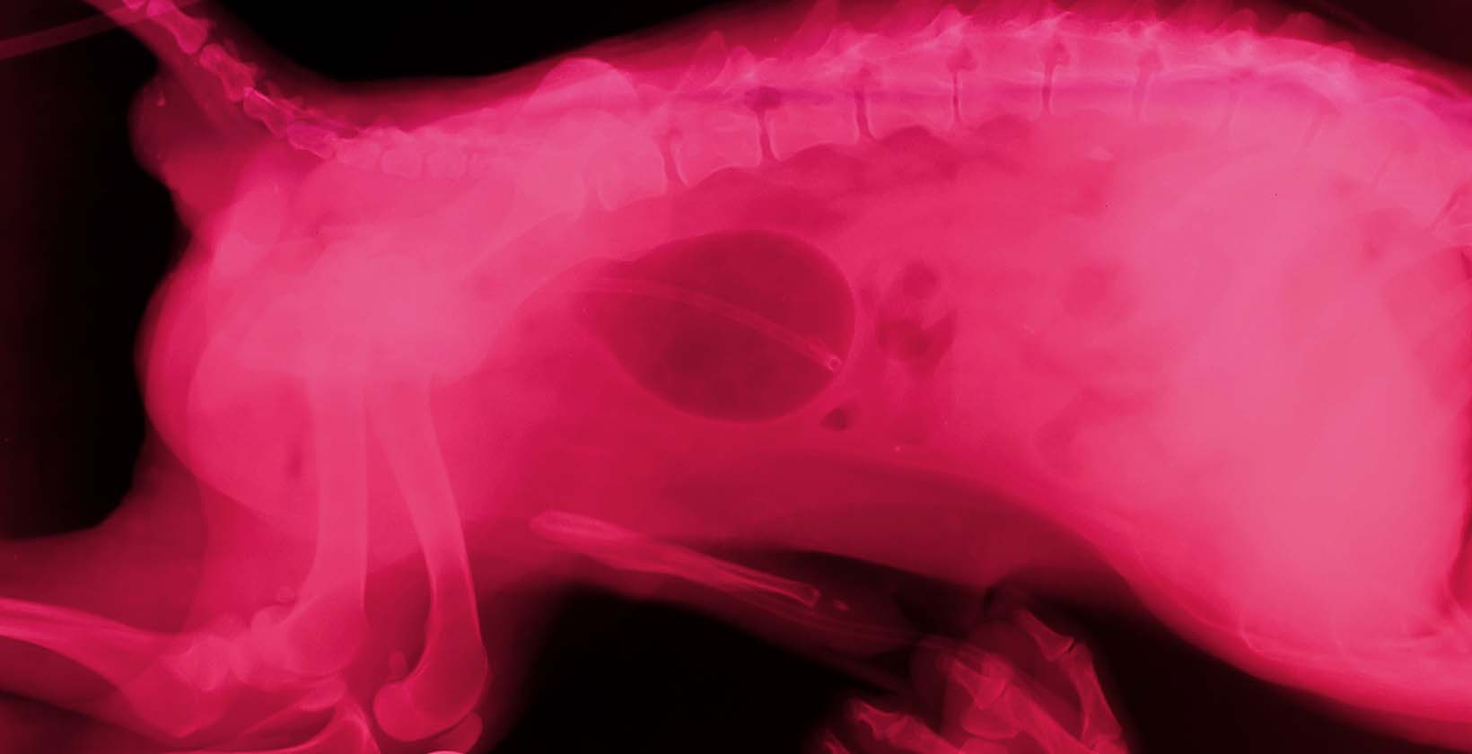 How to treat dog uti at home