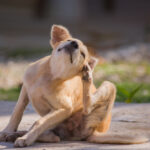 Allergies in Dogs