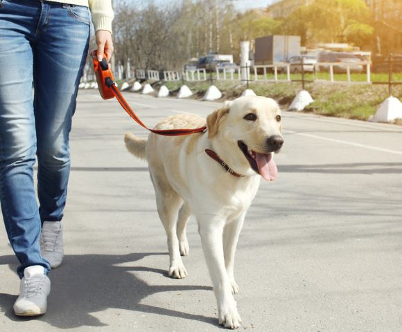 Leash Training: How to Leash Train a Dog? - Total Vet