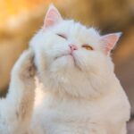 Allergies in Cats