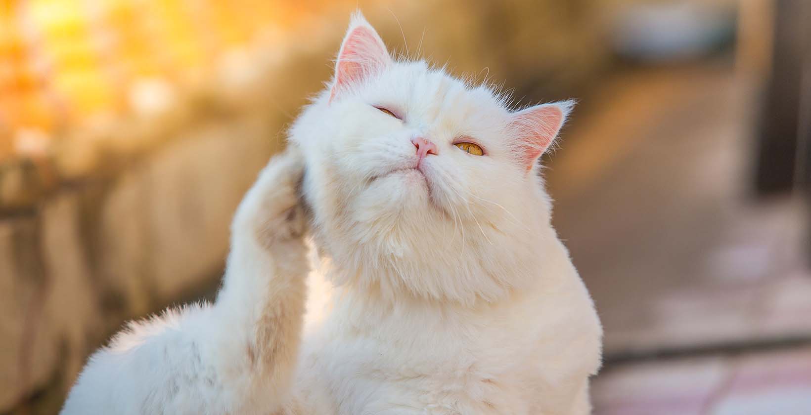 Allergies in Cats