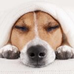 Do dogs get headaches