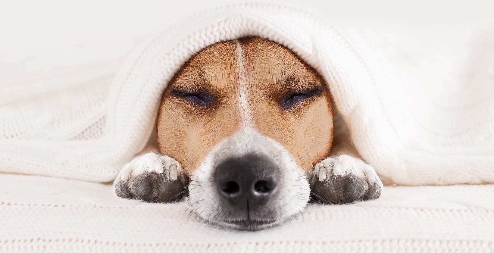 Do dogs get headaches