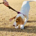 My Dog Doesnt Want to Go Outside Anymore