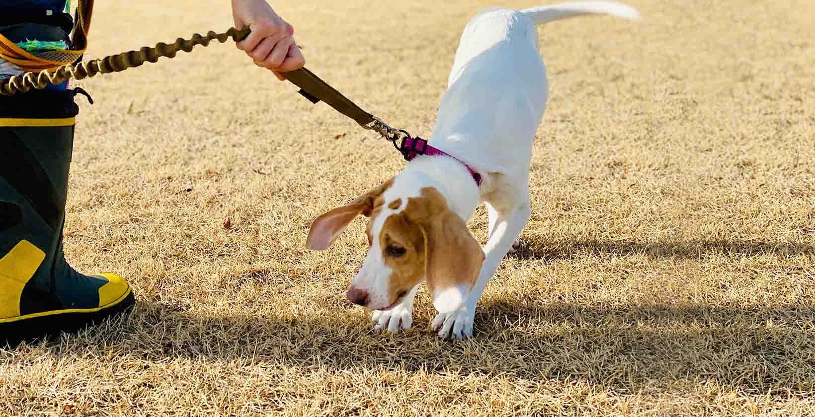 My Dog Doesnt Want to Go Outside Anymore