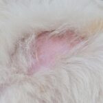 Dog Hair Loss