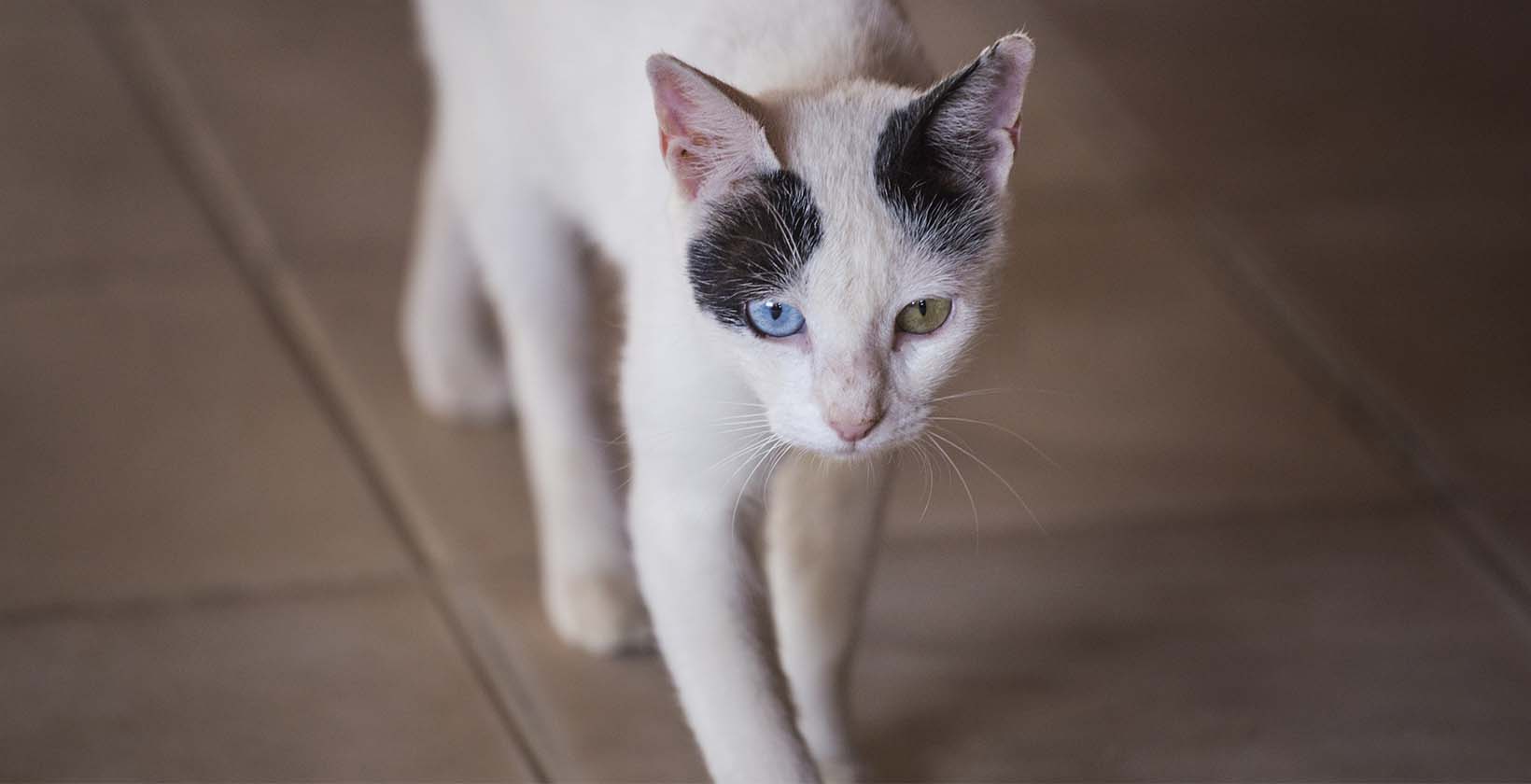 My cat is so skinny I can feel her bones