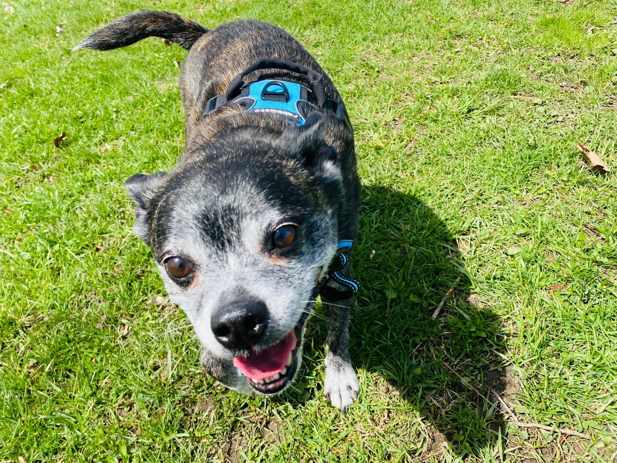 Signs of declining health in senior dogs. A senior dog walking on grass.