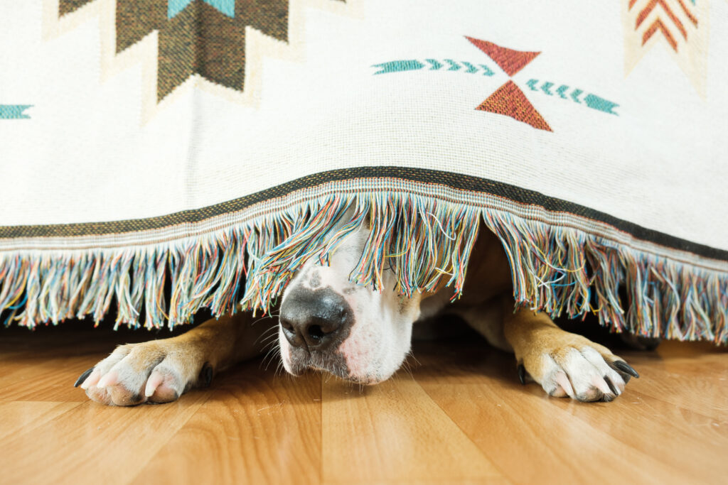 CBD treats for dogs suffering from noise phobias A dog hiding under a bed in fear with a blanket covering its face