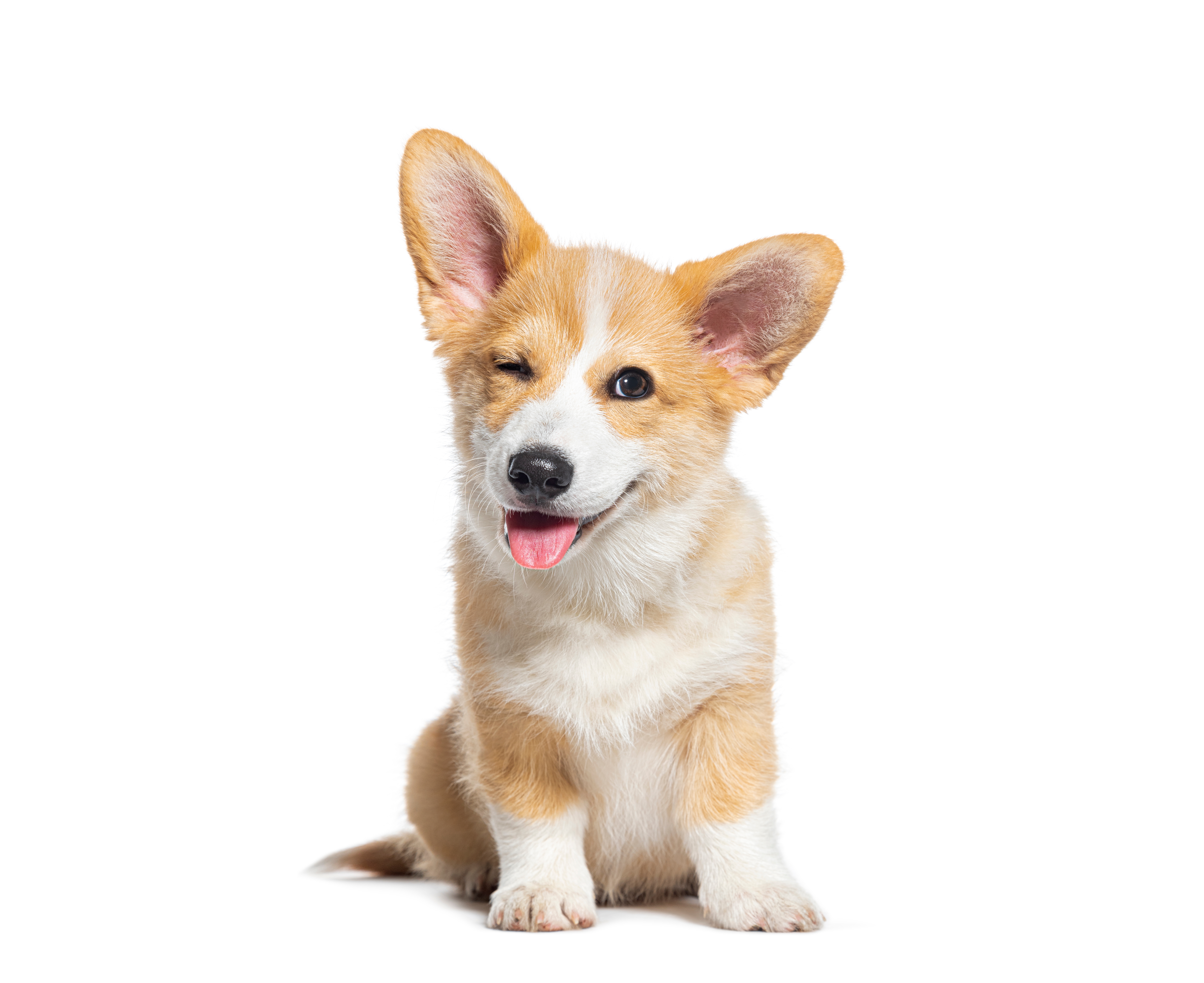 A corgi sitting down on the floor.