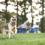 PetSafe Wireless Fence a dog running away from its owners