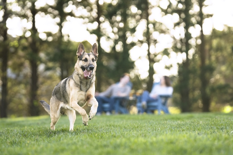 PetSafe Wireless Fence Review