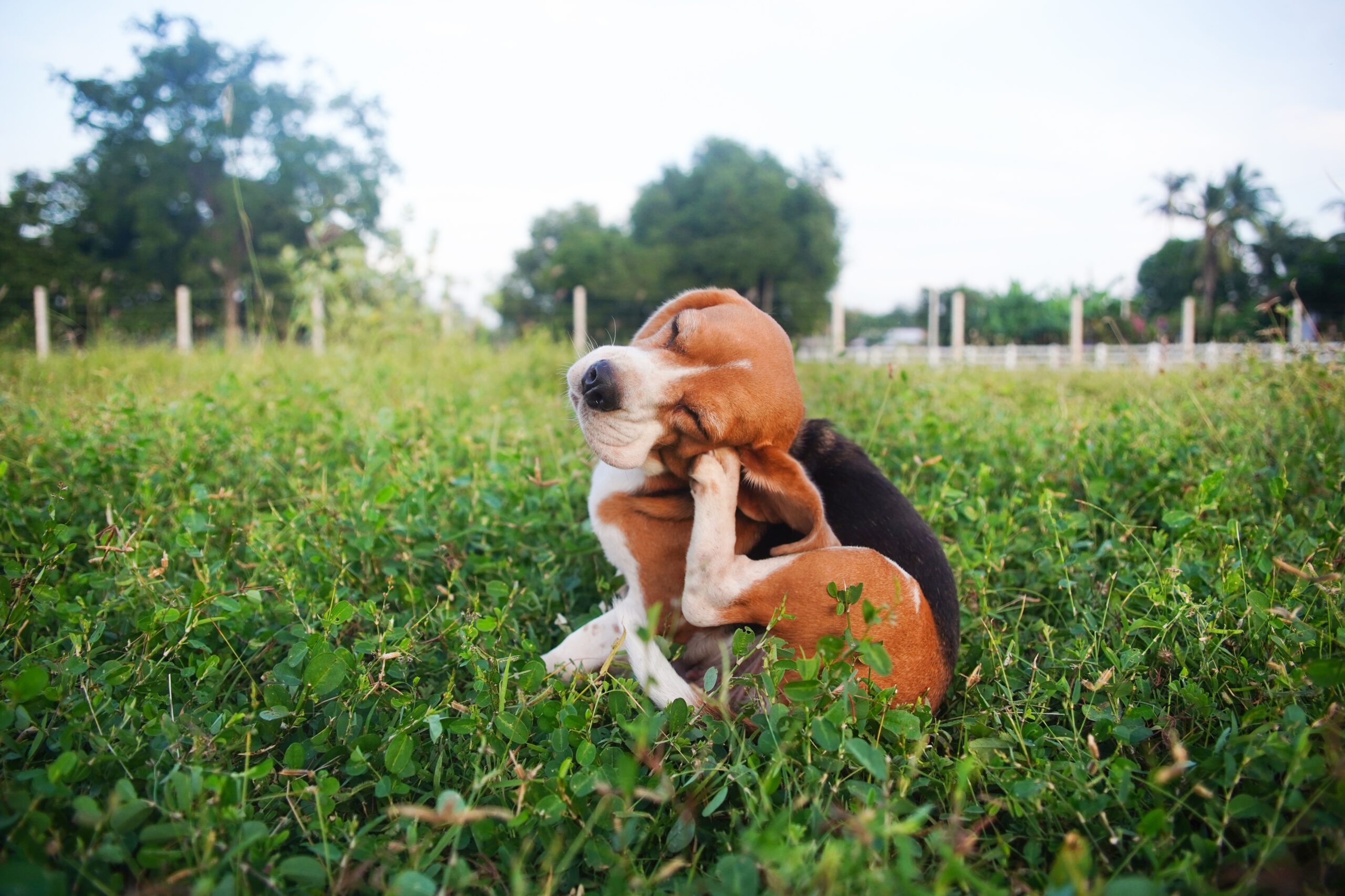 Dog Food Allergy