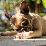 Egg Allergy in Dogs