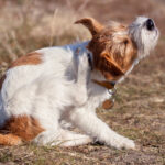 Contact Dermatitis in Dogs A dog scratching its ear