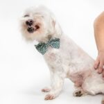 Seasonal Allergies in Dogs A dog getting vaccinated