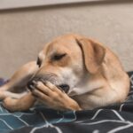 Dog Skin Allergies a dog licking his paw