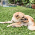Chicken Allergy in Dogs