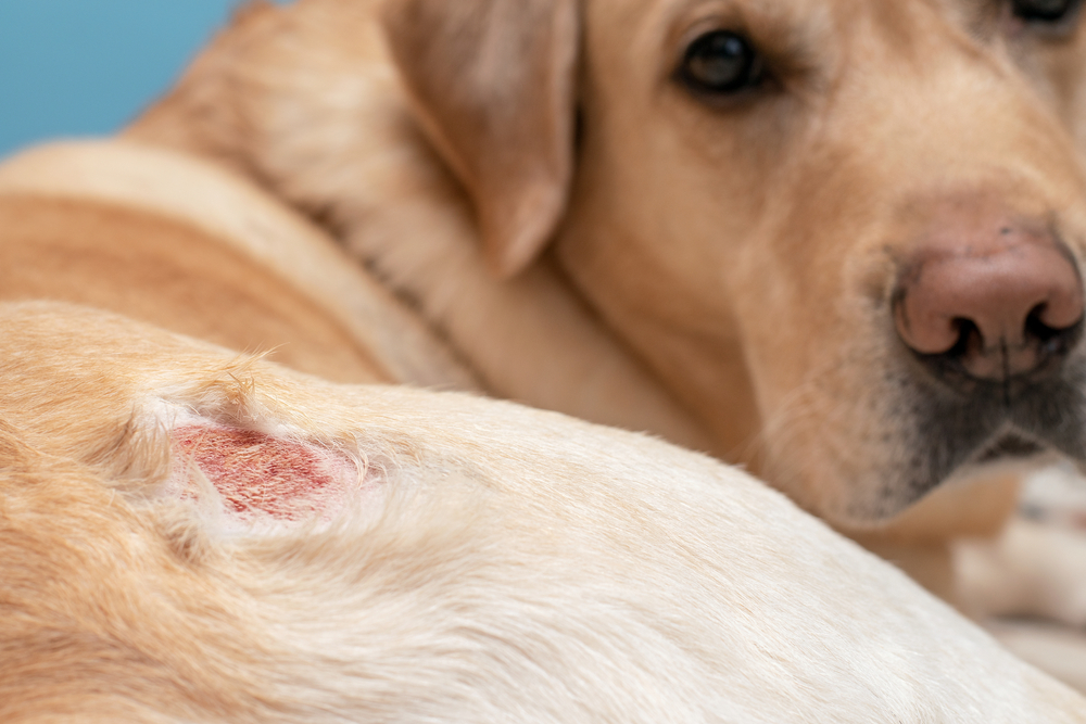 Fish Allergy in Dogs