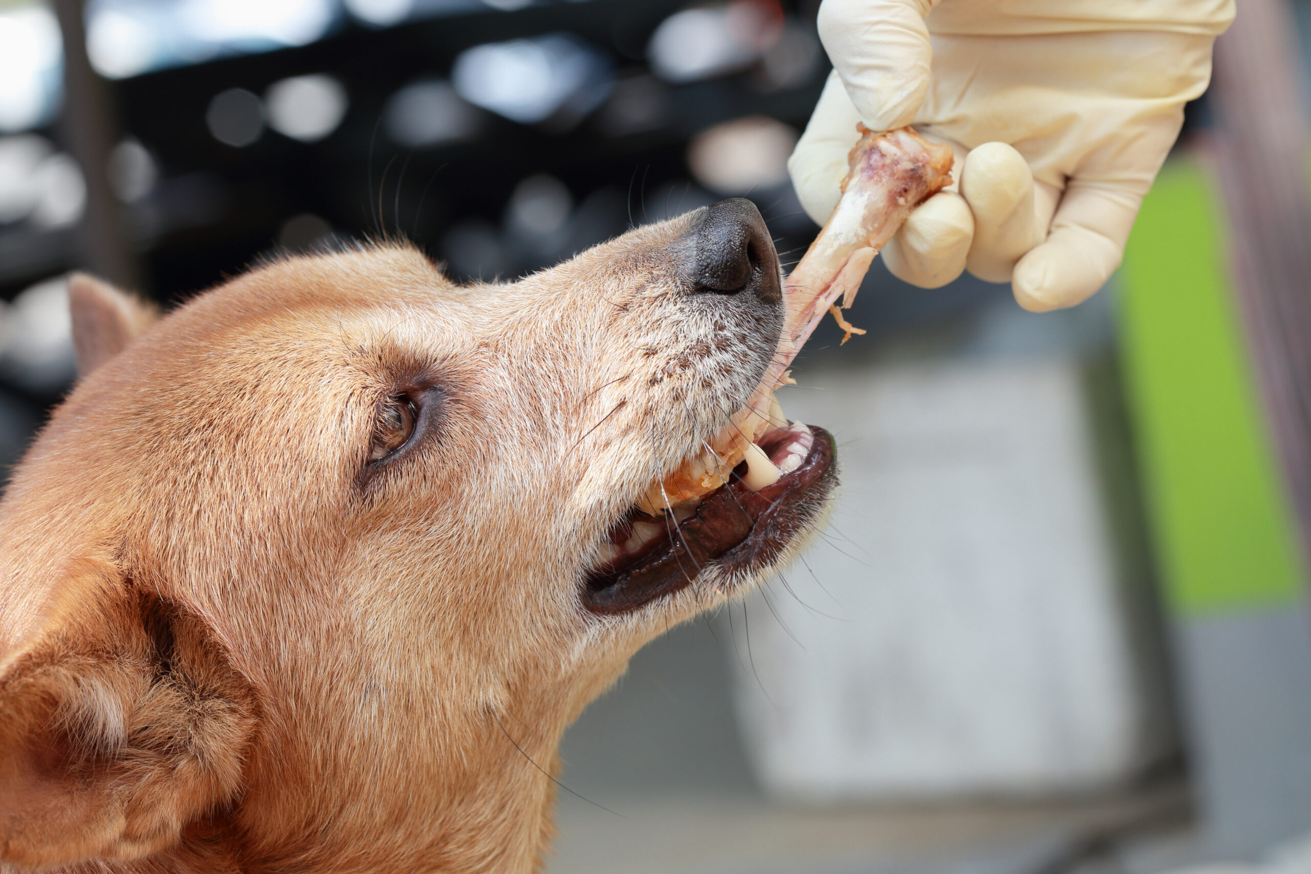 Can Dogs Eat Chicken Bones A dog eating chicken