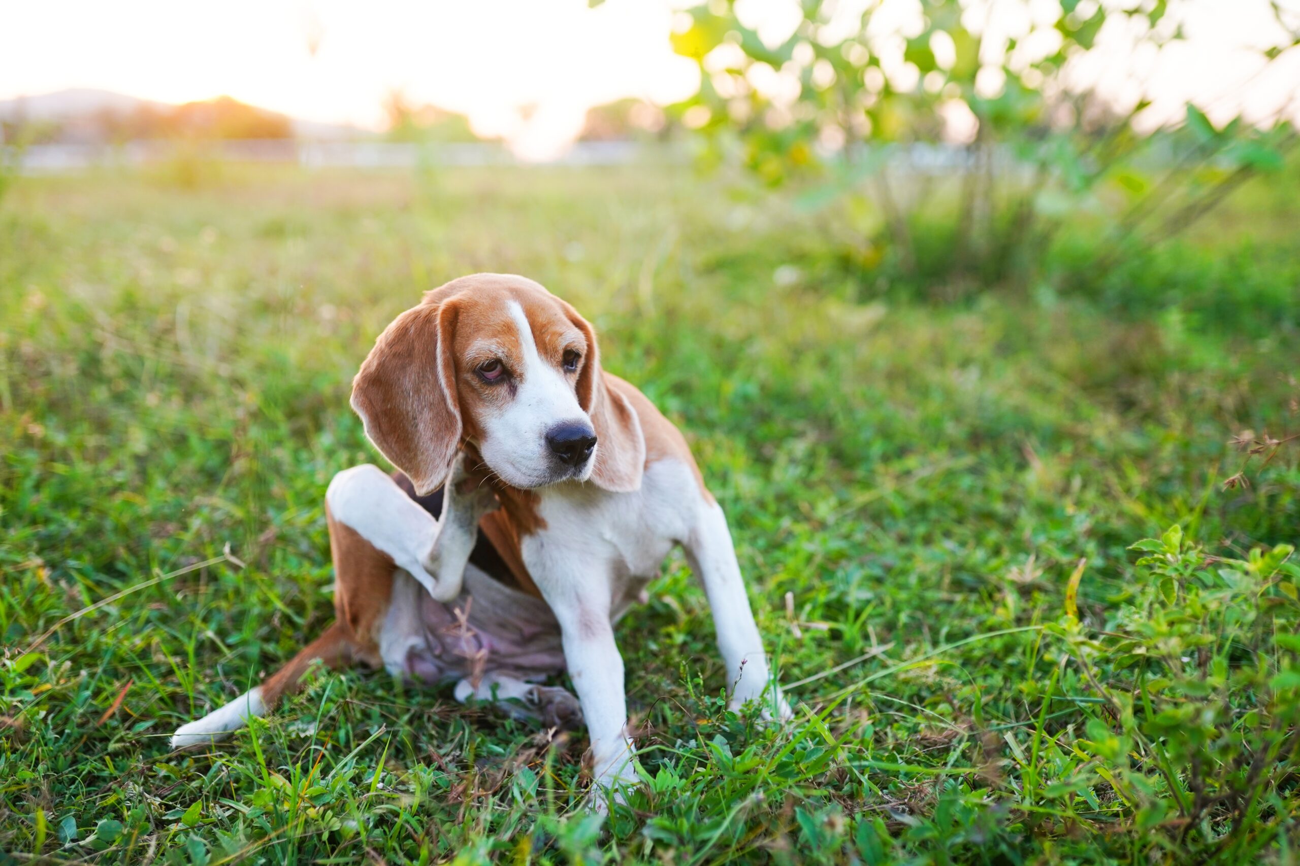 Lamb Allergy in Dogs: Can Dogs be Allergic to Lamb? A dog scratching its ear.