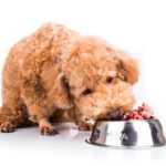 Can Dogs Eat Beef