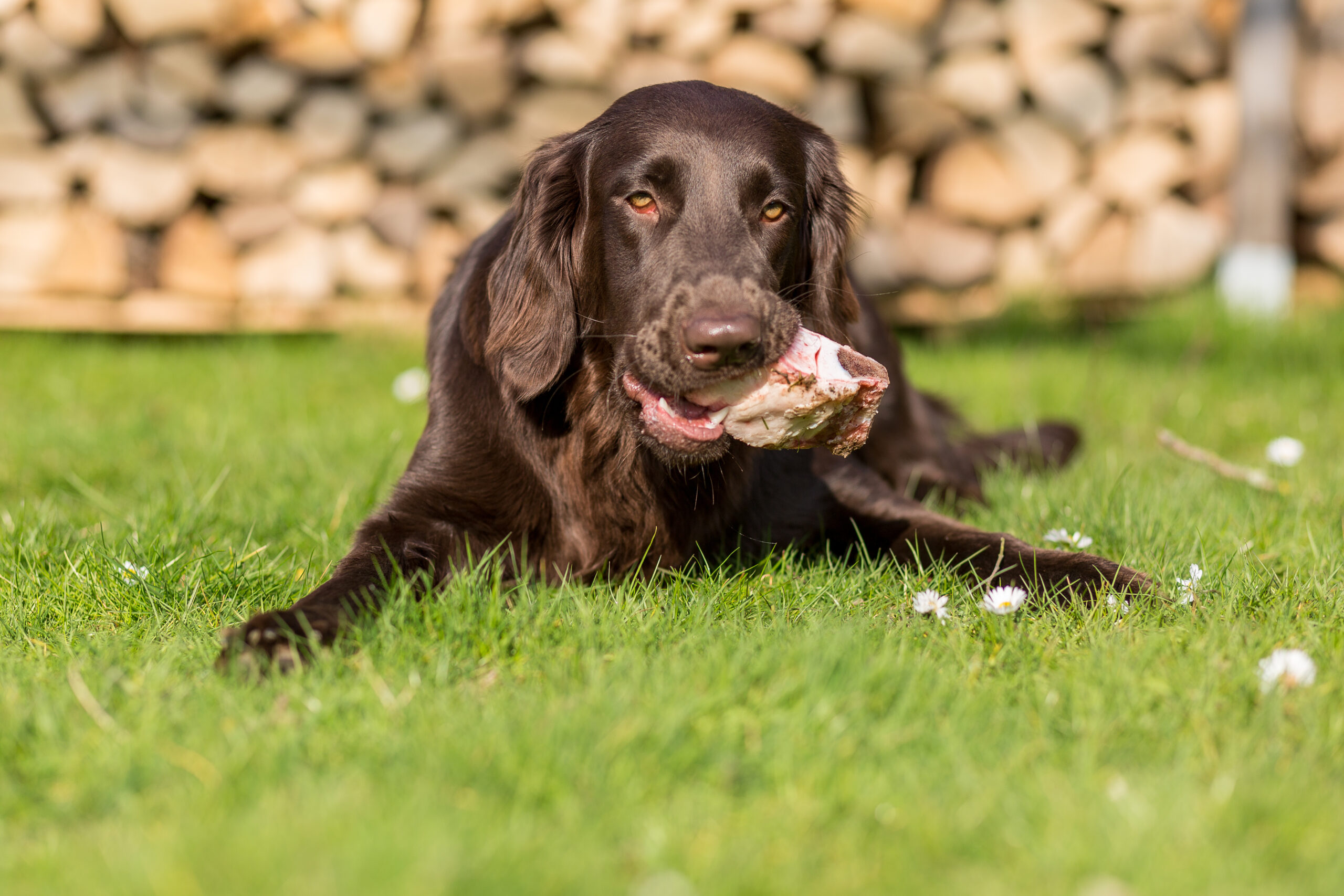 How to boil chicken for dogs. A dog eating a piece of chicken while lying down.