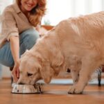 Can Dogs Eat Chicken Gizzards