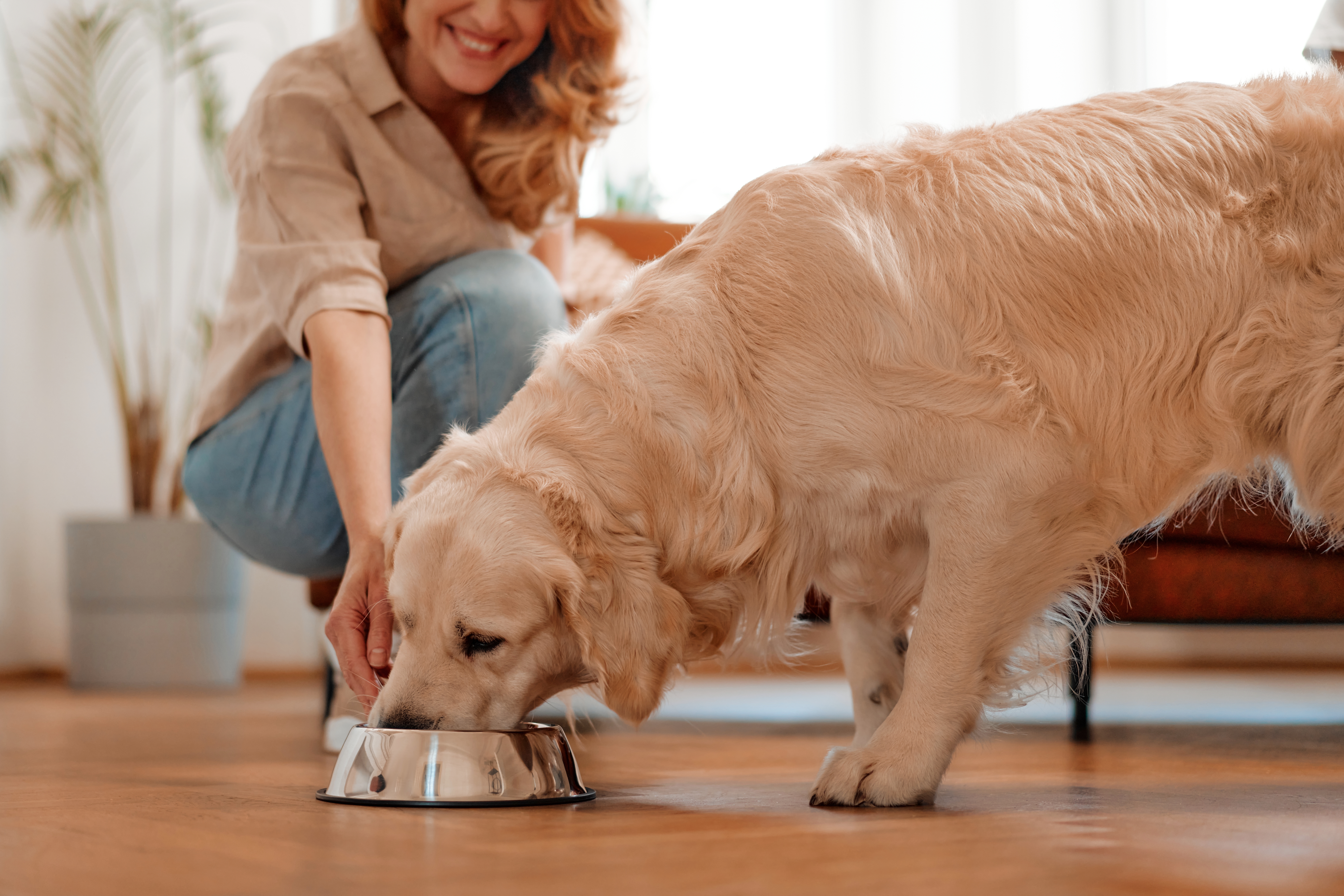 Can Dogs Eat Chicken Gizzards
