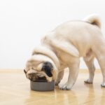 Can Dogs Eat Chicken Skin A dog eating its food