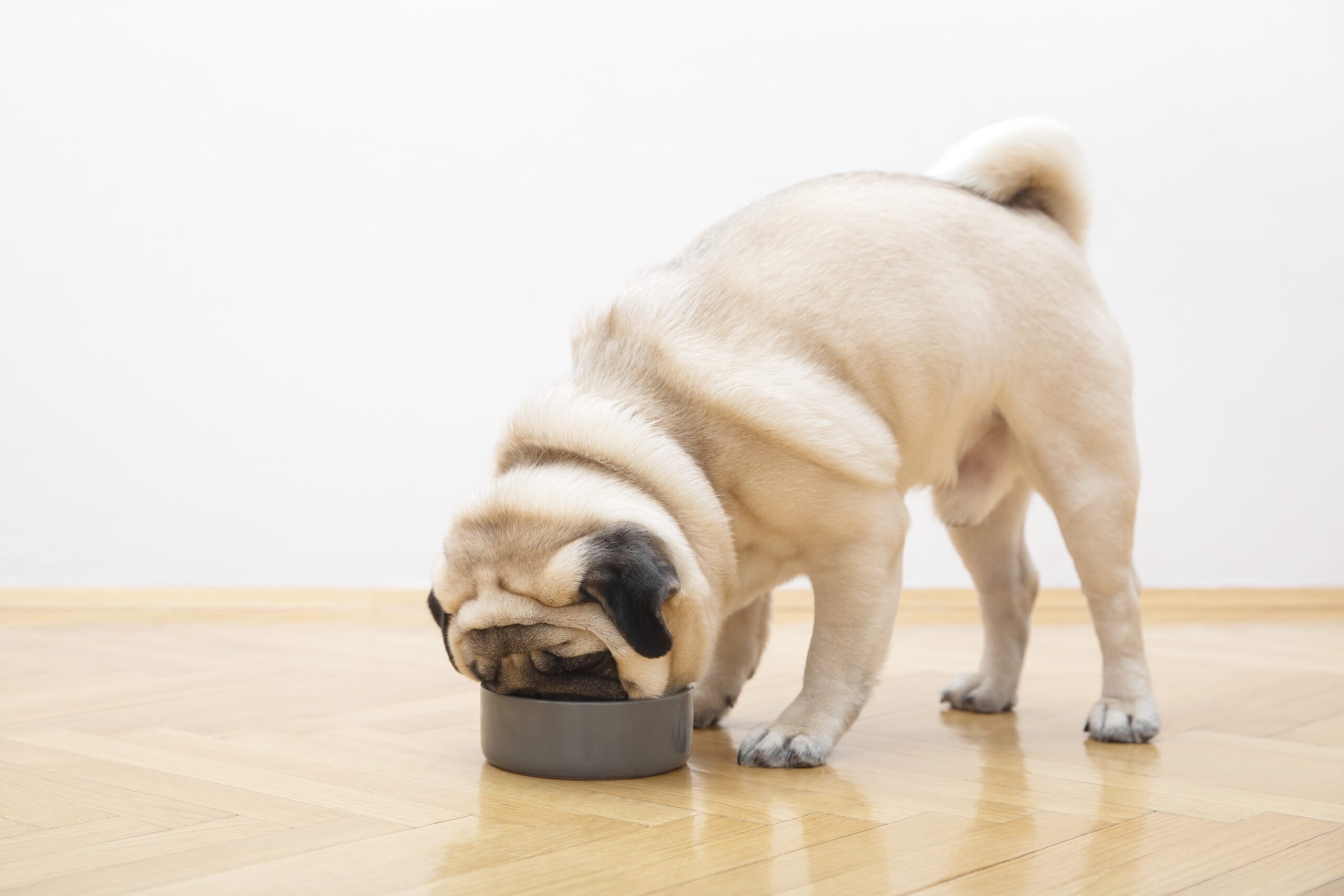 Can Dogs Eat Chicken Skin? A dog eating its food