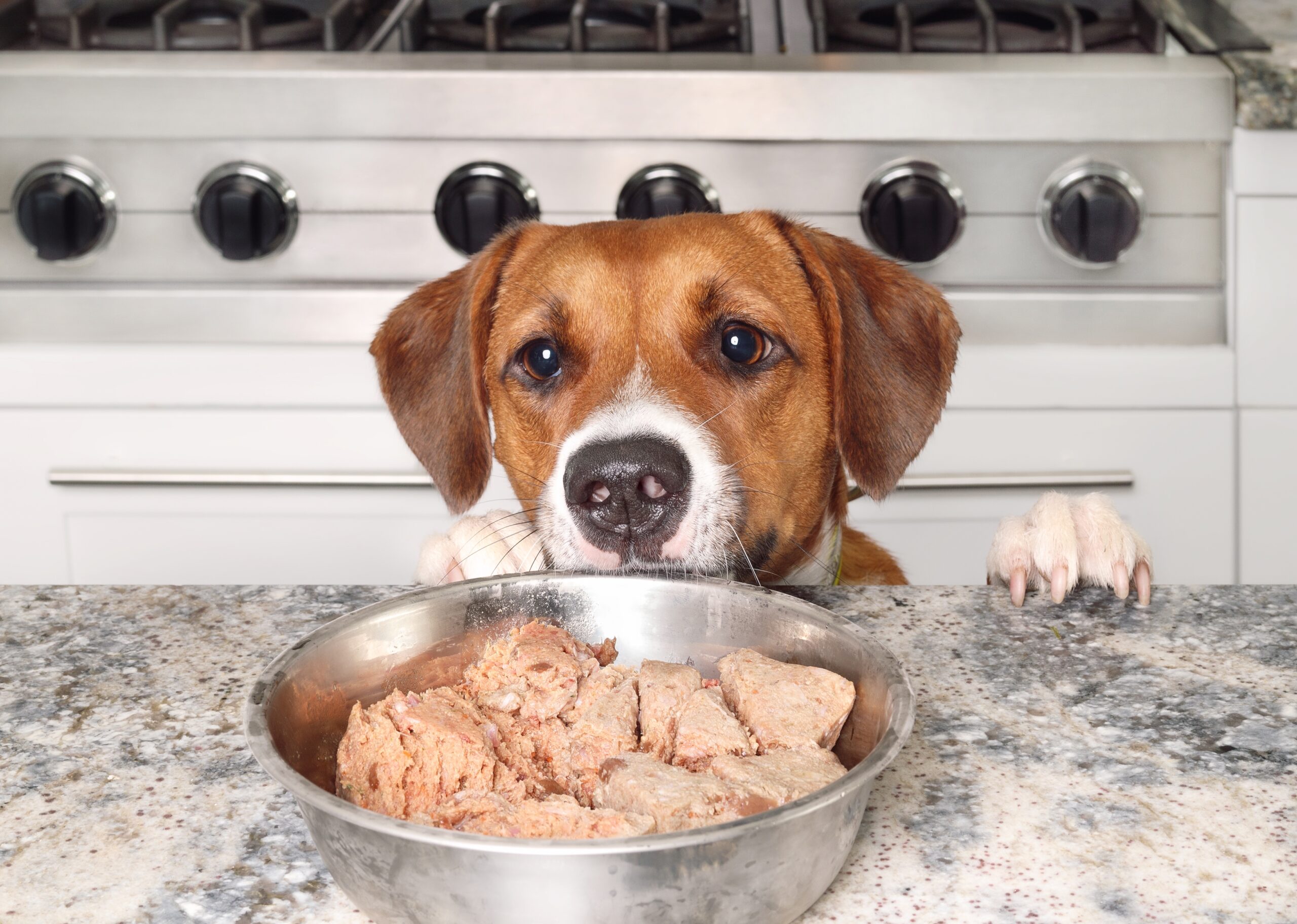 Can Dogs Eat Raw Chicken? A dog waiting to eat his food