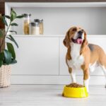 Are Chicken Hearts Good for Dogs