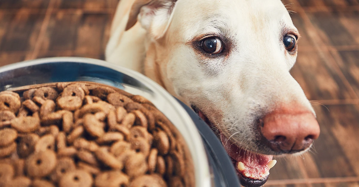 Food Intolerances & Nutritional Imbalances