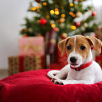 Holiday Gift Guide for Dogs